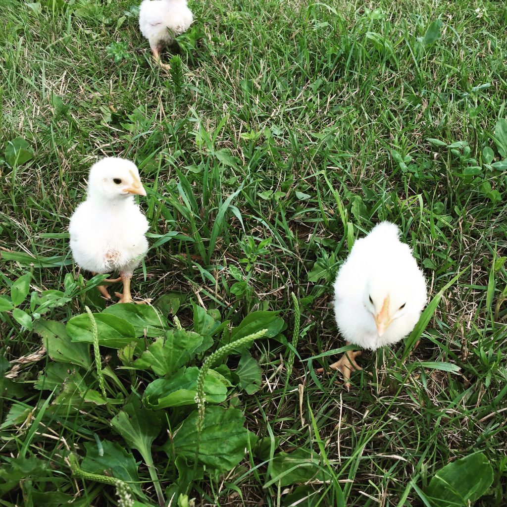 pastured chicken