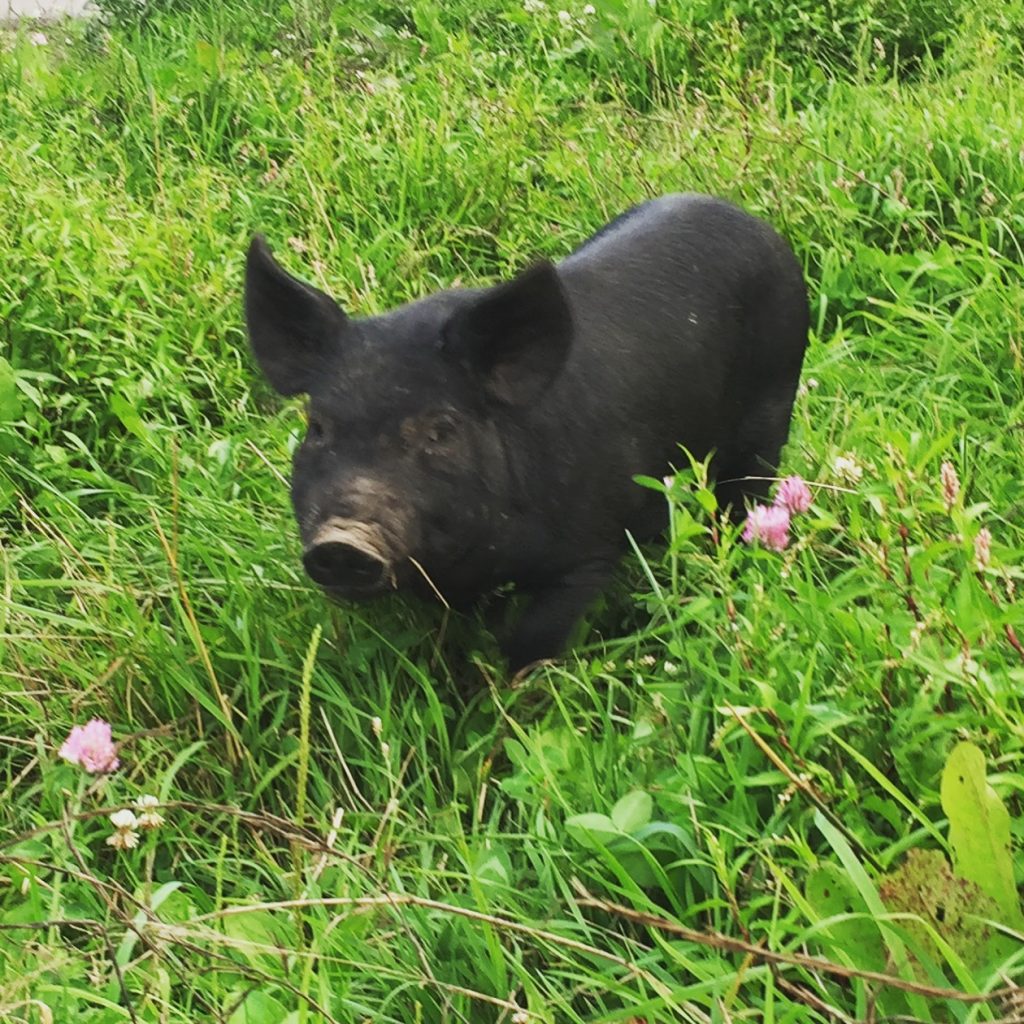 pastured pork